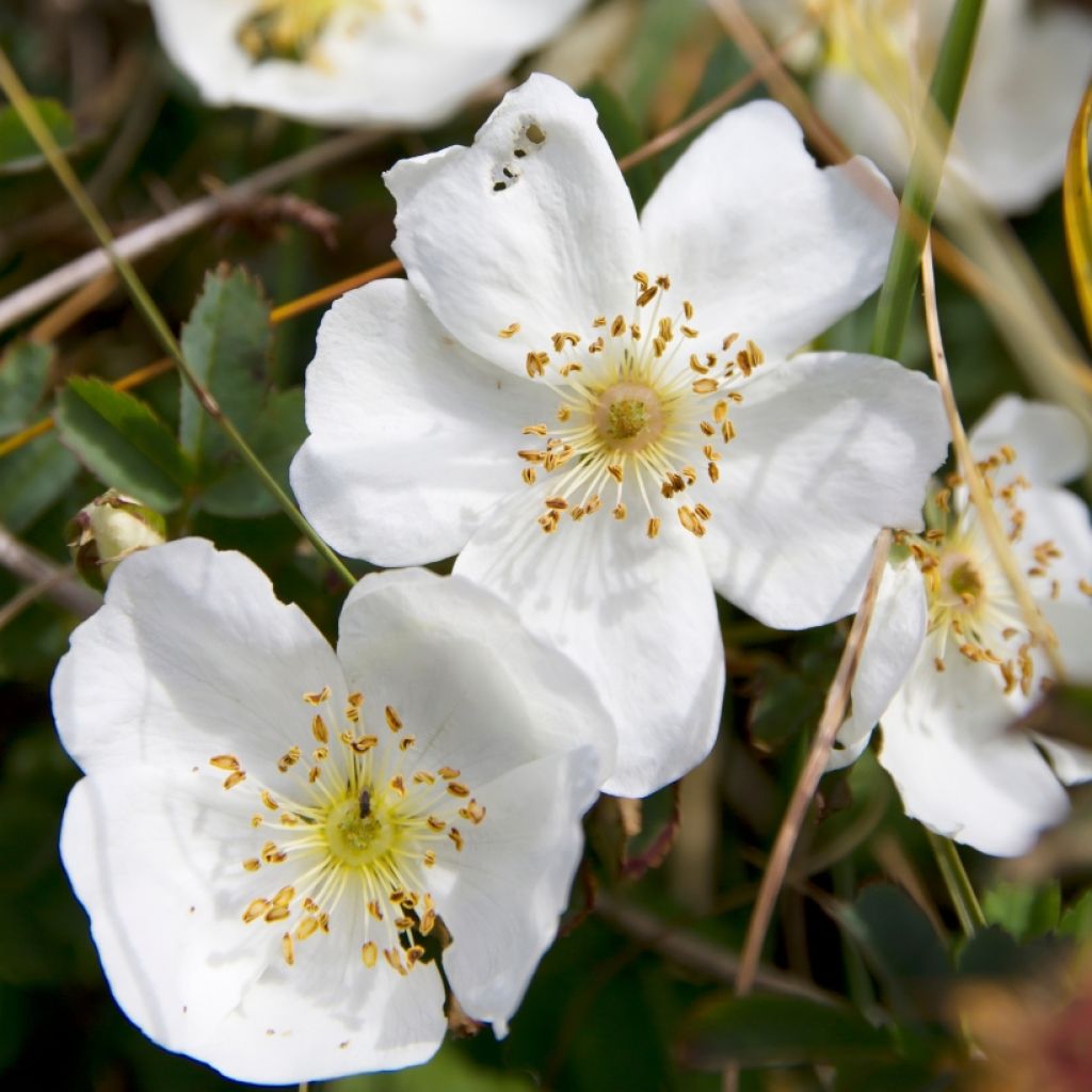 Pimpinellaruusu - Rosa pimpinellifolia
