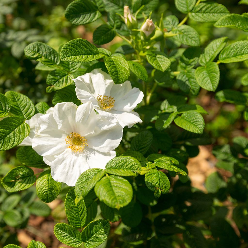 Kurtturuusu Alba