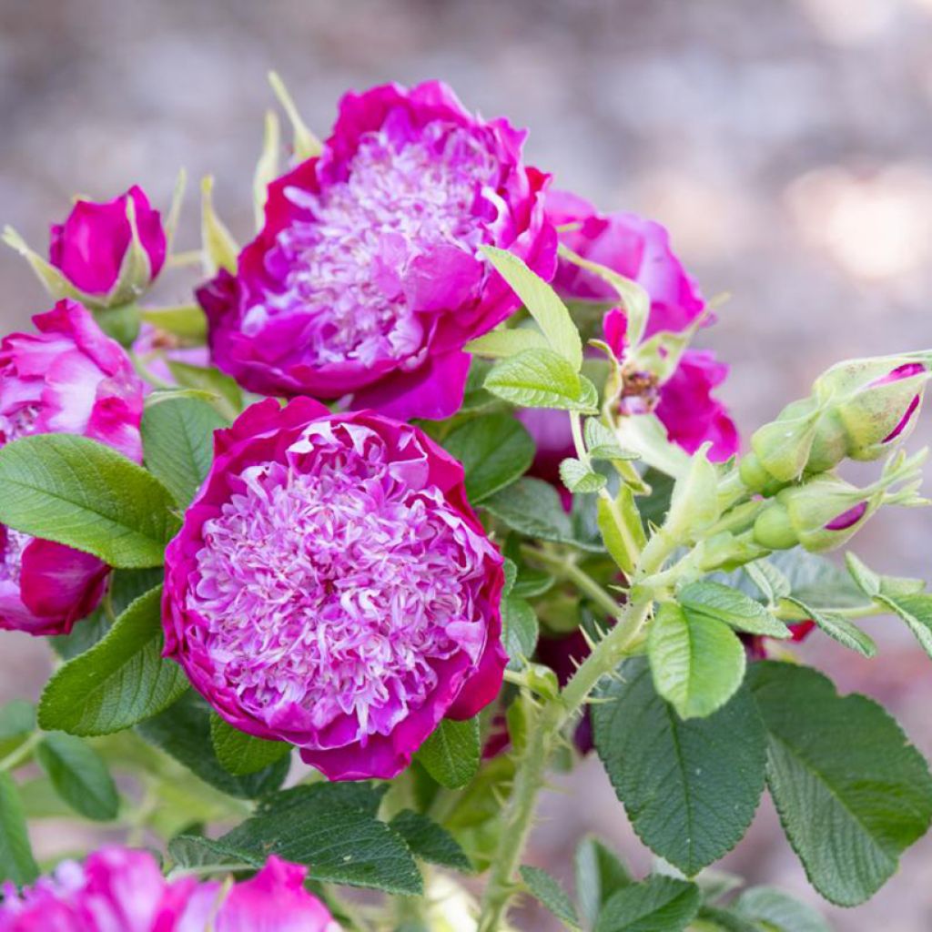 Kurtturuusu Pompom Perfume