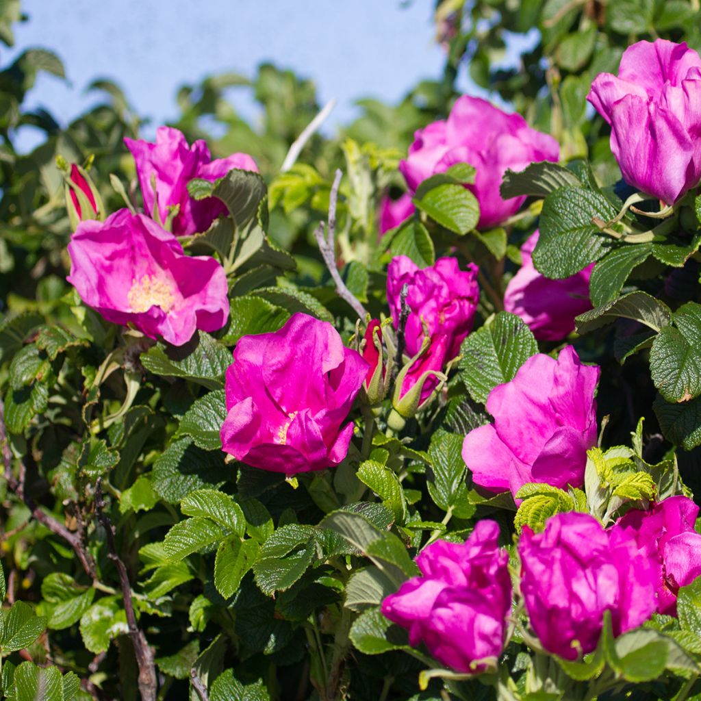 Kurtturuusu - Rosa rugosa