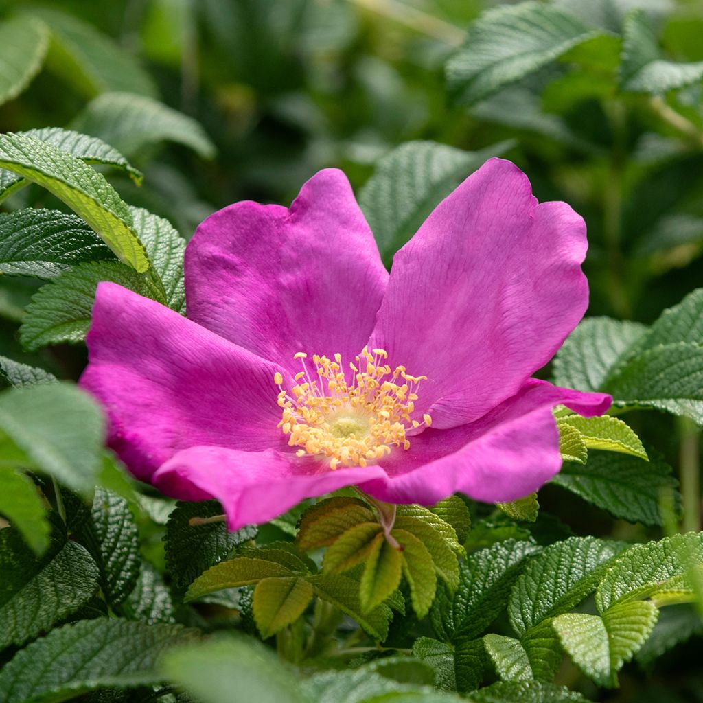 Kurtturuusu - Rosa rugosa