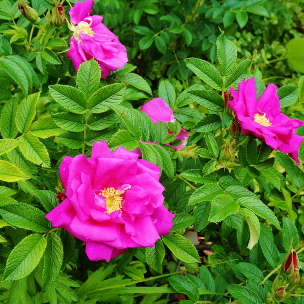 Kurtturuusu - Rosa rugosa