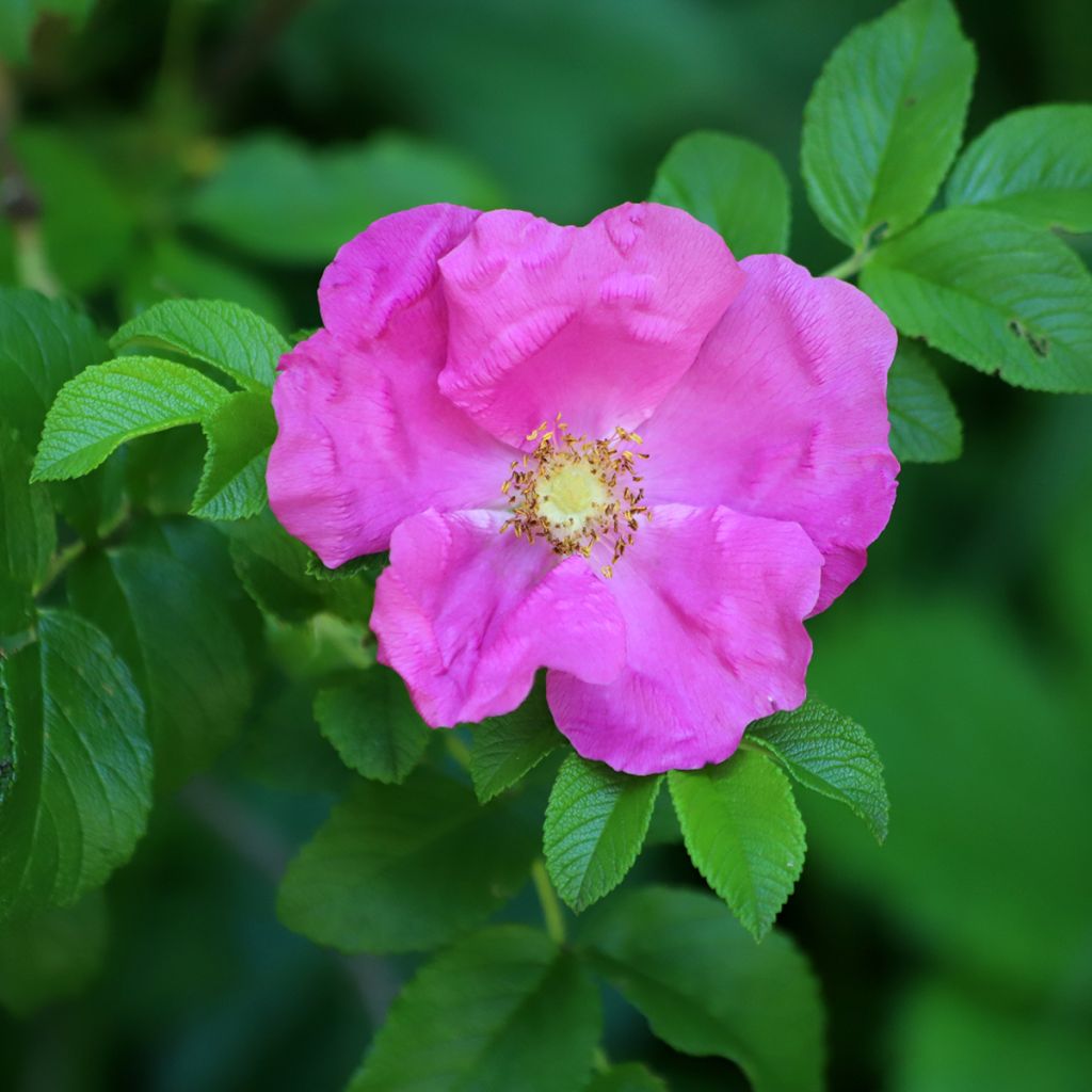 Kurtturuusu - Rosa rugosa