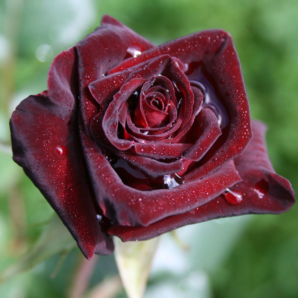 Suurikukkainen jaloruusu Black Baccara