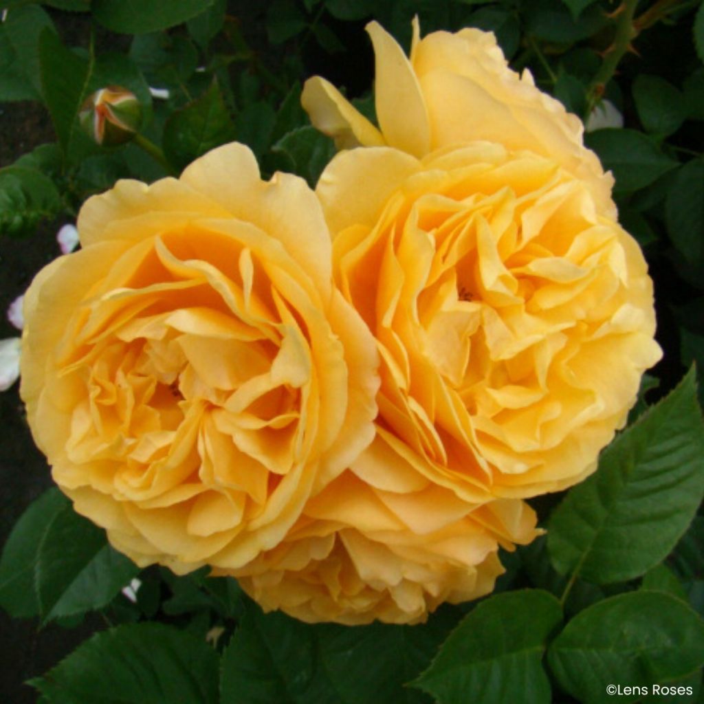 Floribundaruusu Absolutely Fabulous