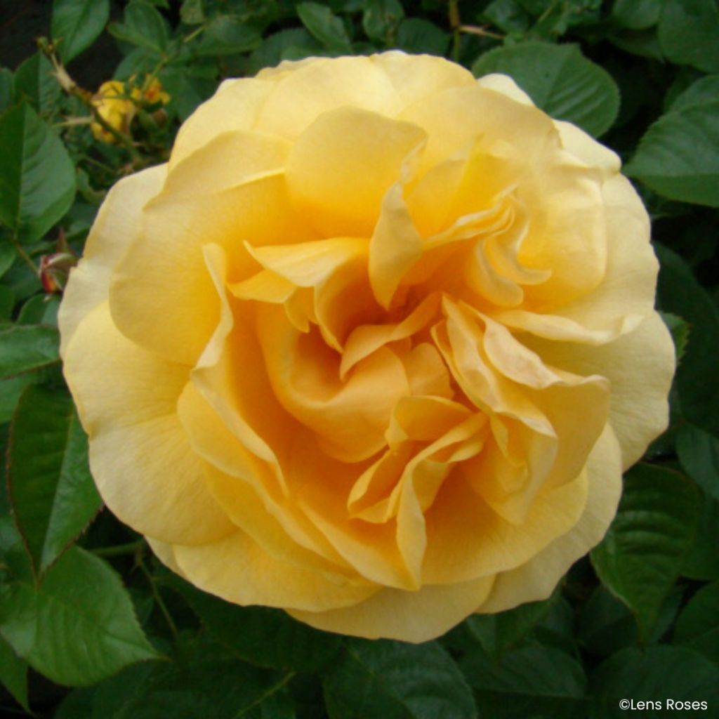 Floribundaruusu Absolutely Fabulous