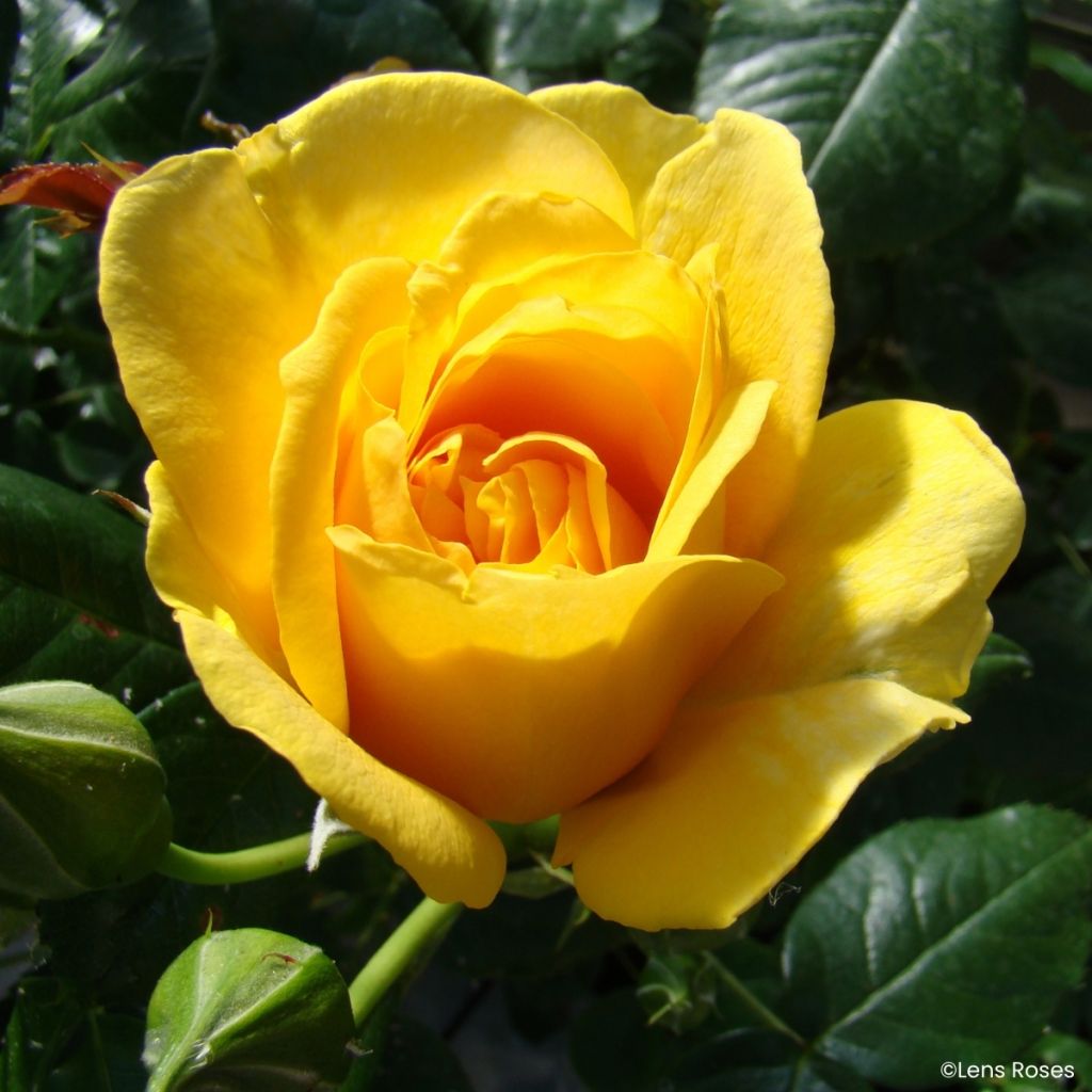 Floribundaruusu Absolutely Fabulous