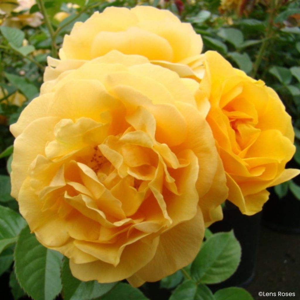 Floribundaruusu Absolutely Fabulous