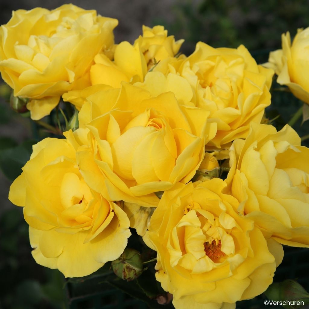 Floribundaruusu Here Comes the Sun