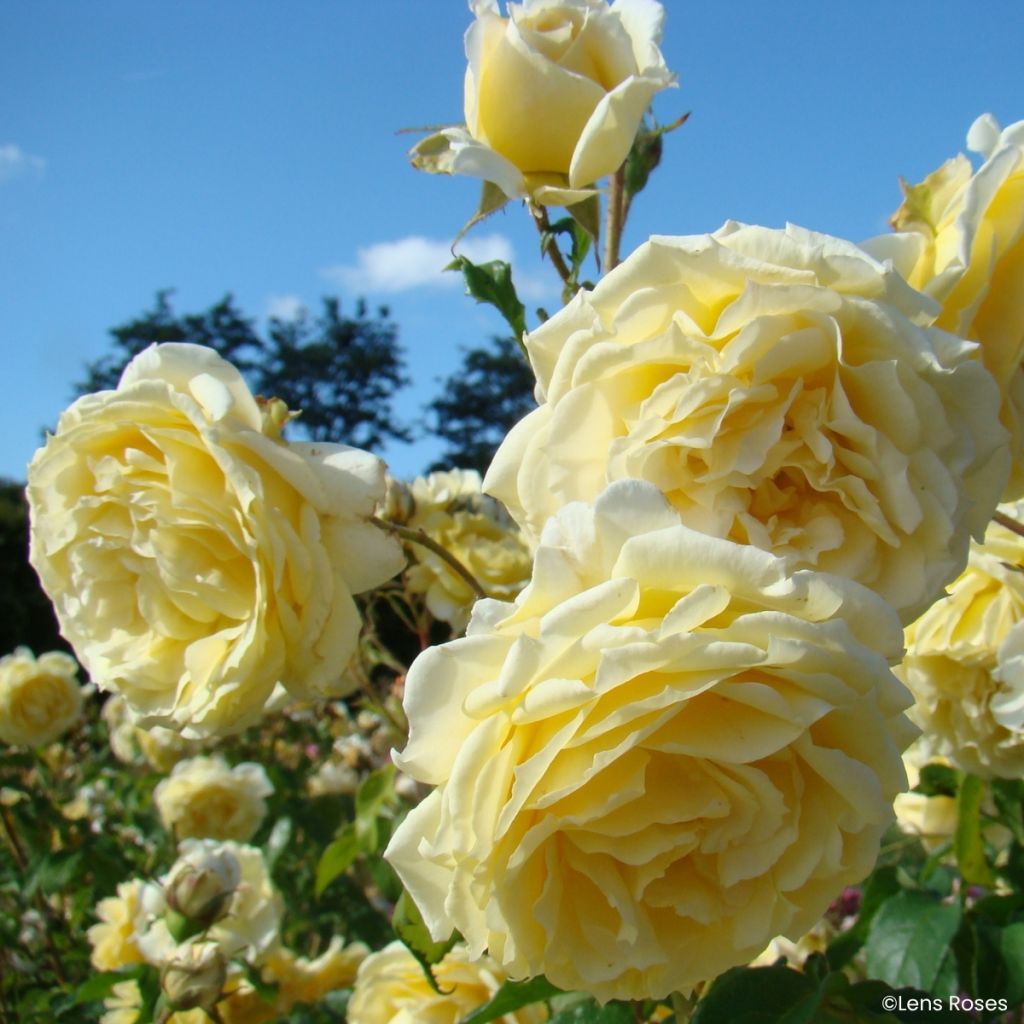 Floribundaruusu ' Lady in Gold
