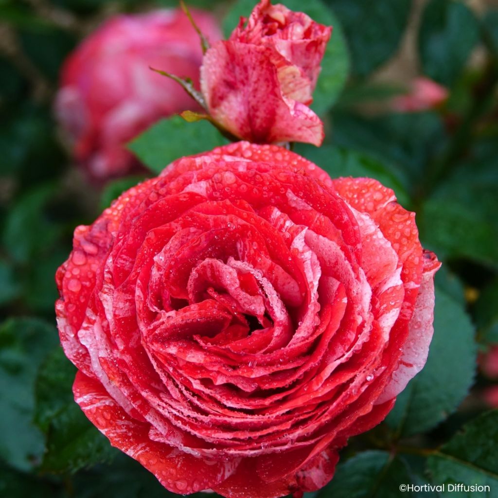 Floribundaruusu Scentimental Coral