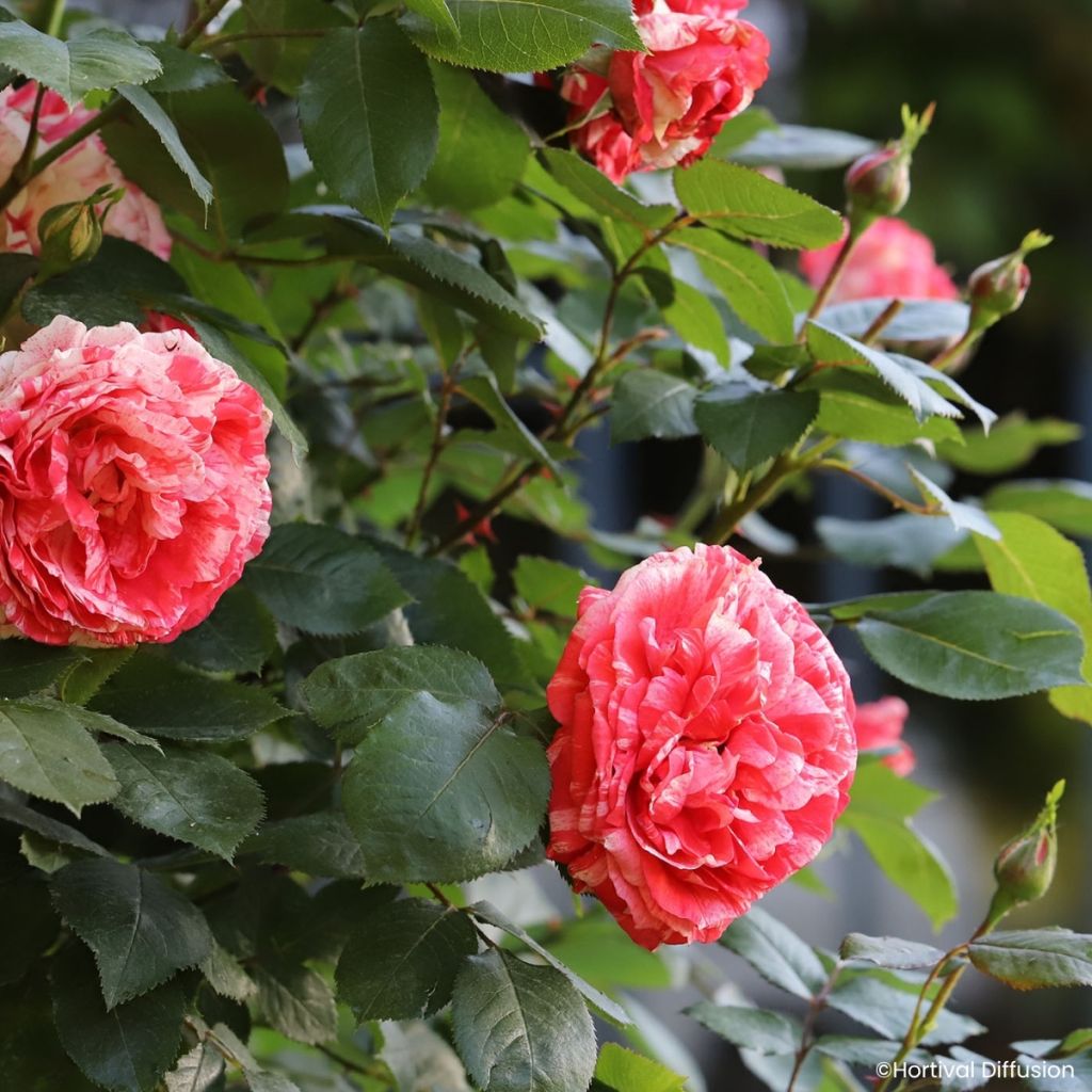 Floribundaruusu Scentimental Coral