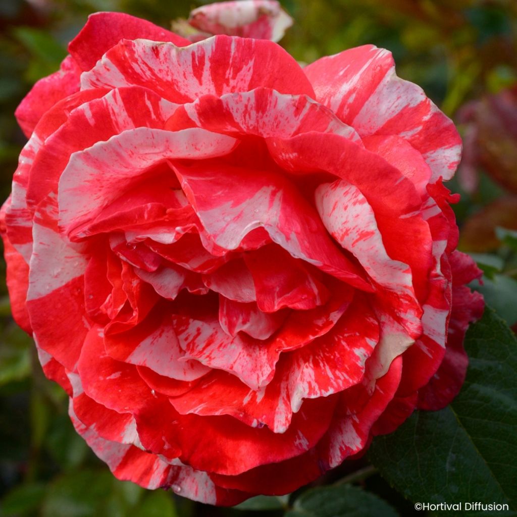 Floribundaruusu Scentimental Coral
