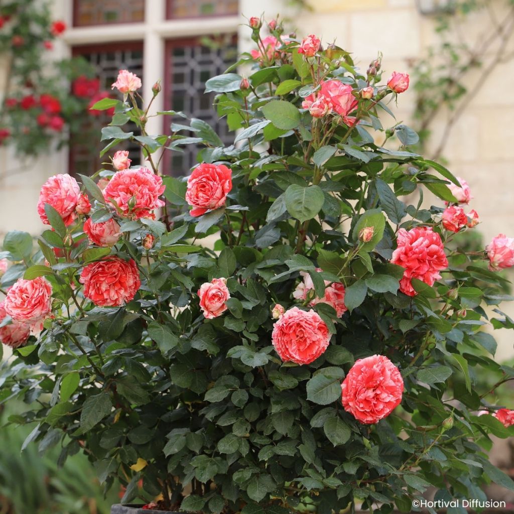 Floribundaruusu Scentimental Coral