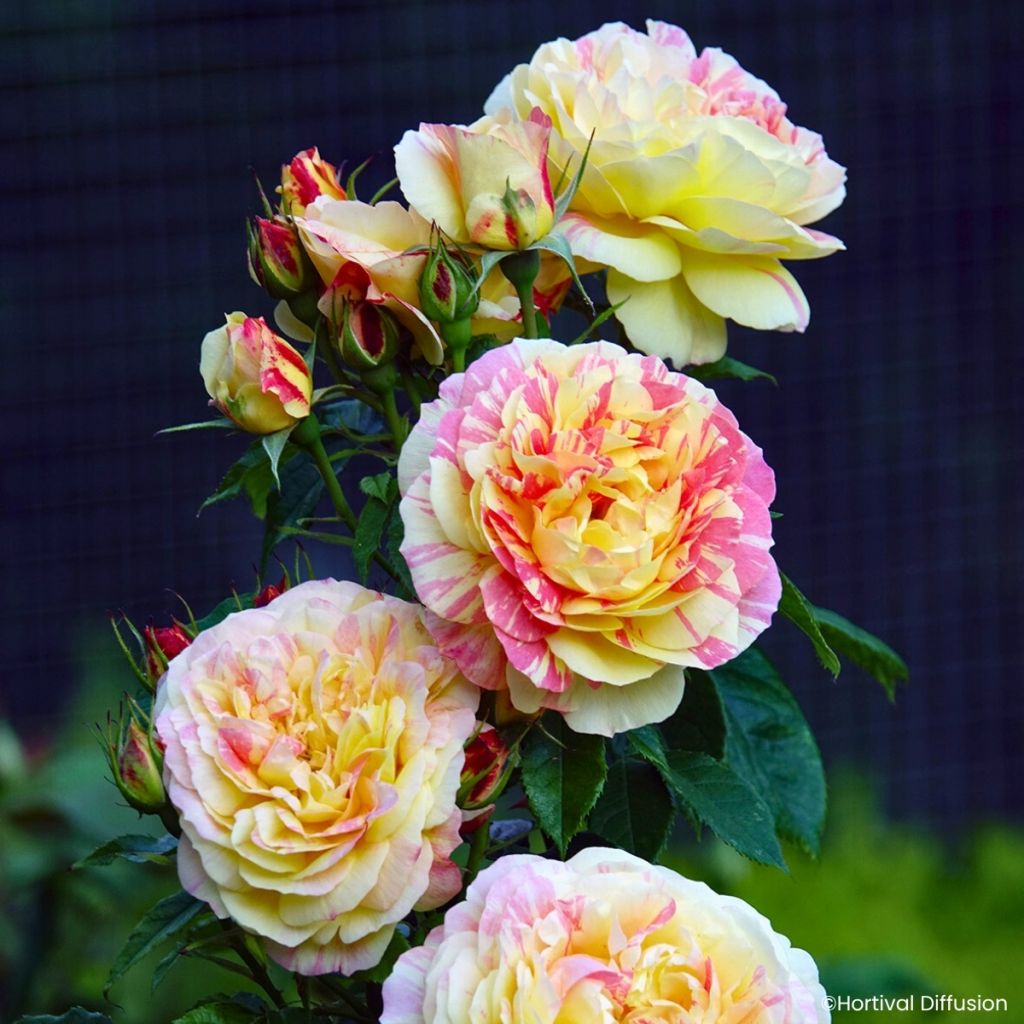 Floribundaruusu Scentimental Vanille