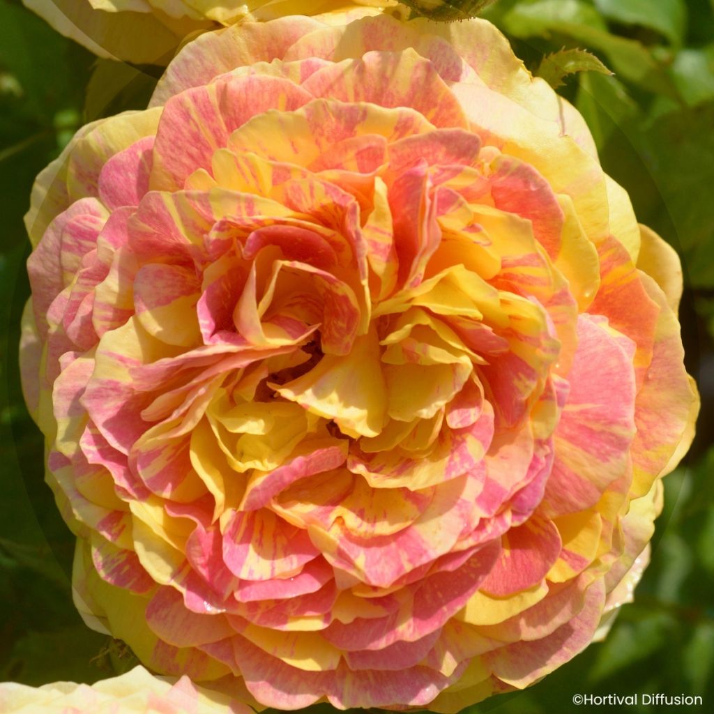 Floribundaruusu Scentimental Vanille
