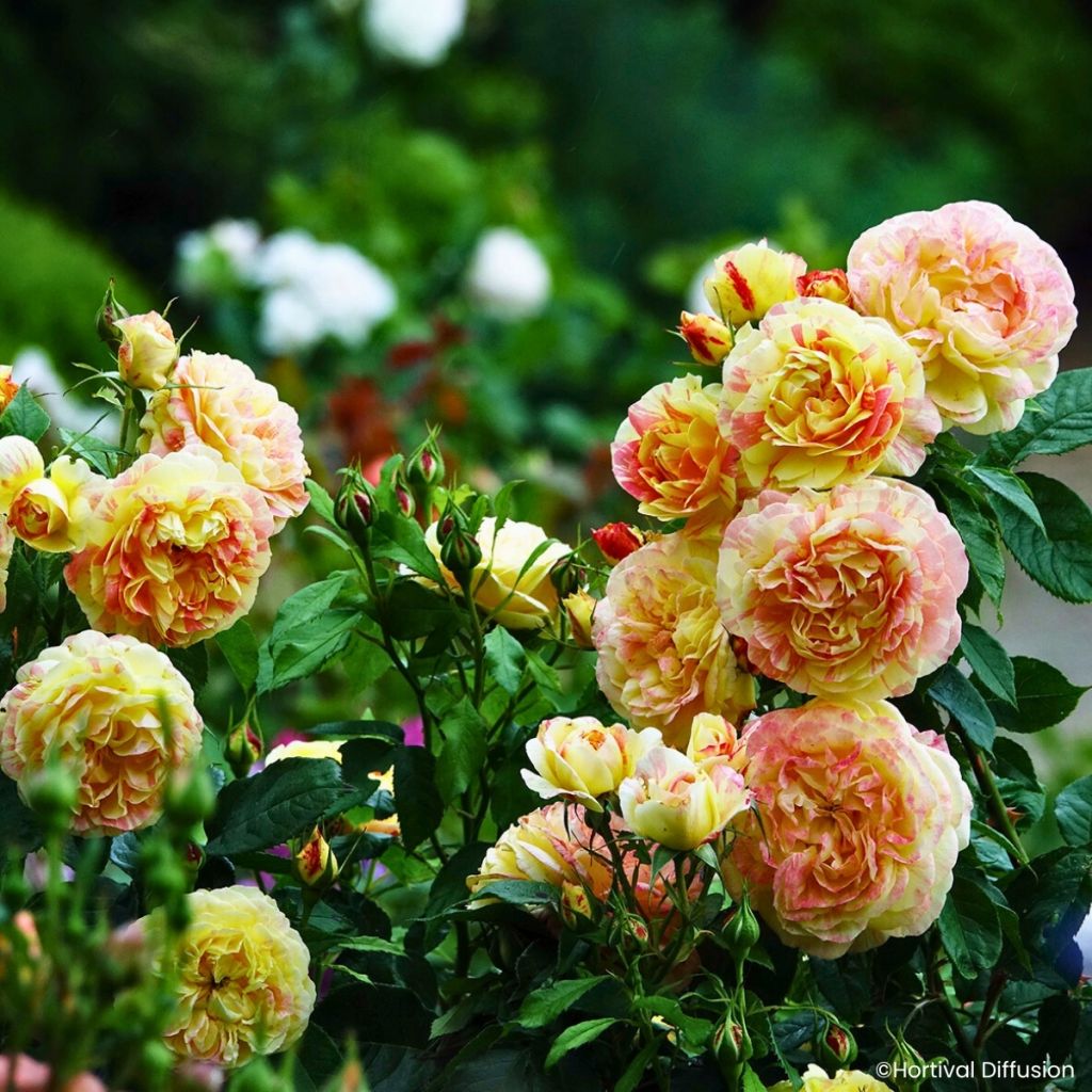 Floribundaruusu Scentimental Vanille