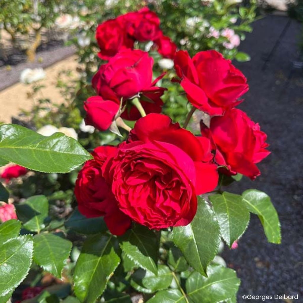 Floribundaruusu Société Nationale d’Horticulture de France