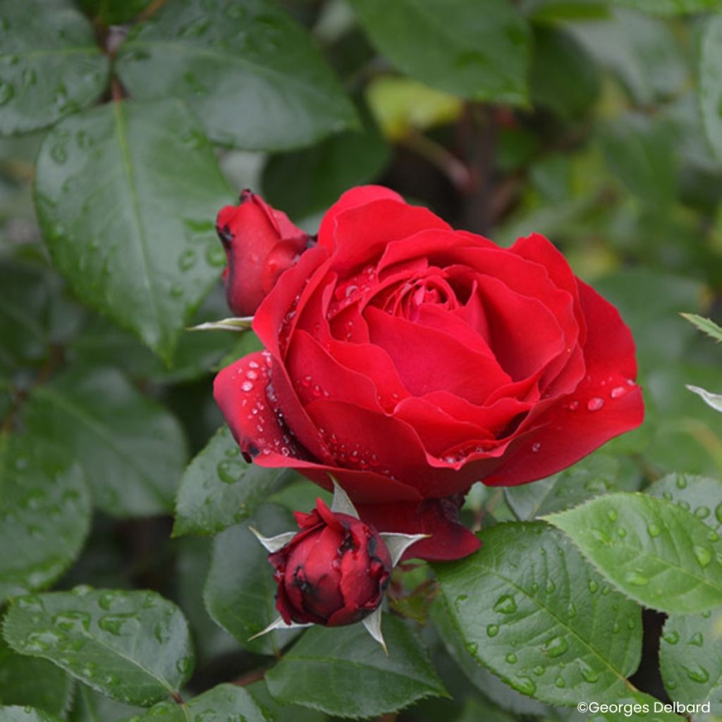 Floribundaruusu Société Nationale d’Horticulture de France