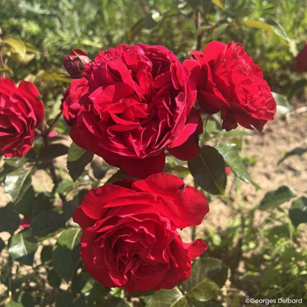 Floribundaruusu Société Nationale d’Horticulture de France