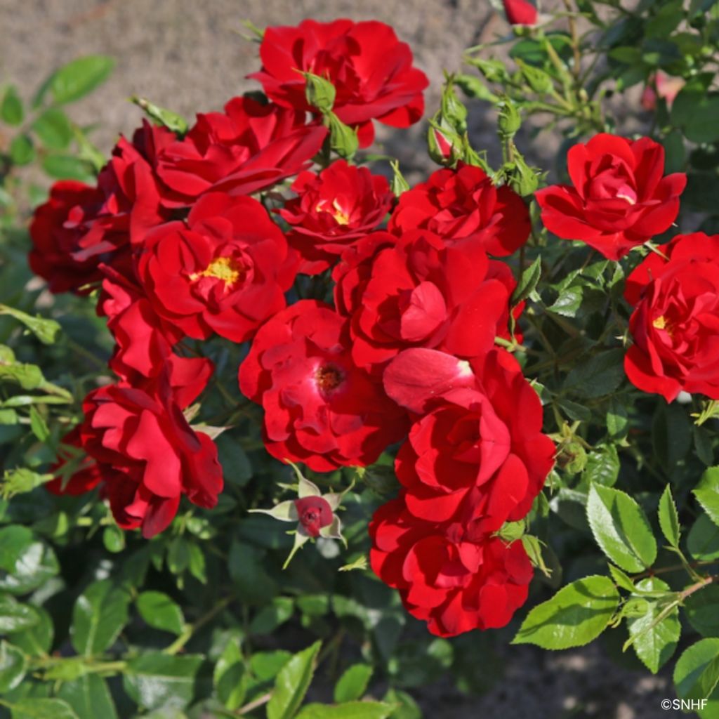 Floribundaruusu Société Nationale d’Horticulture de France
