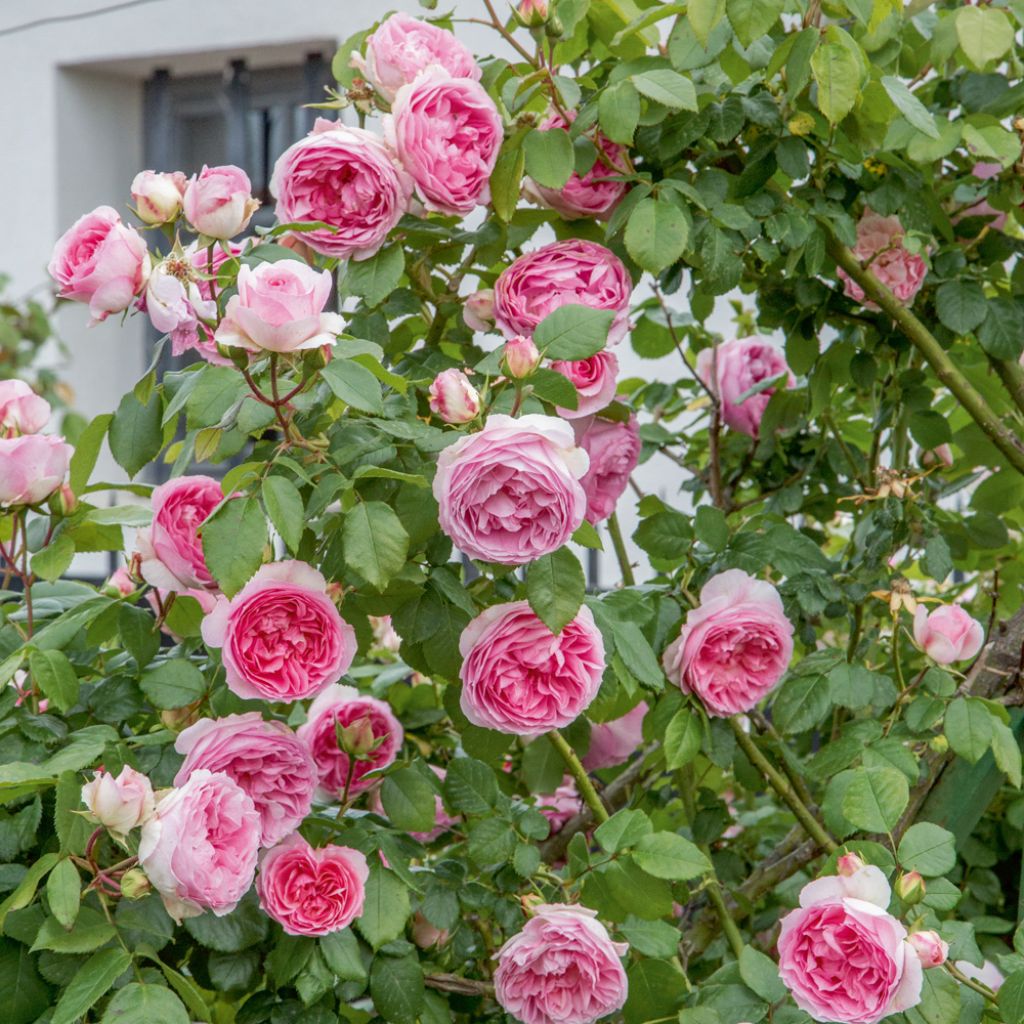 Köynnösruusu Mini Eden Rose