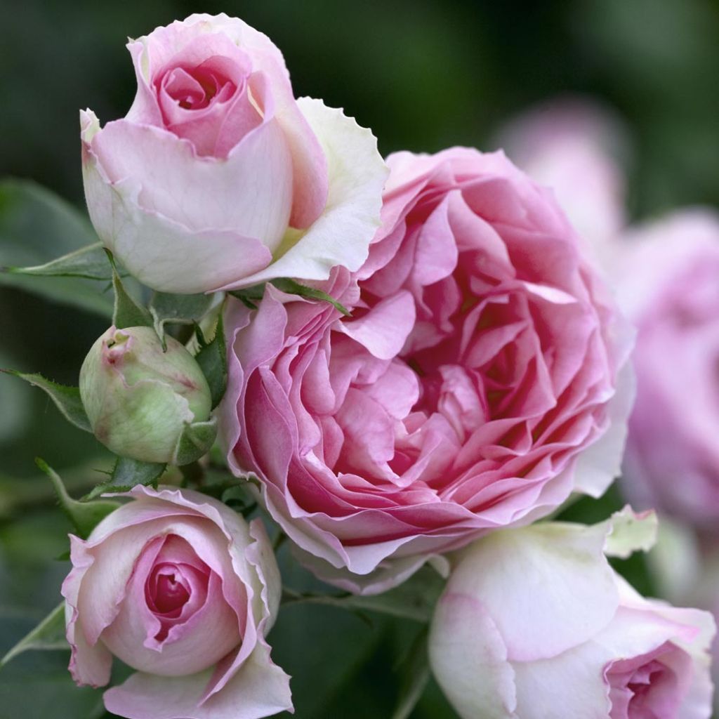 Köynnösruusu Mini Eden Rose