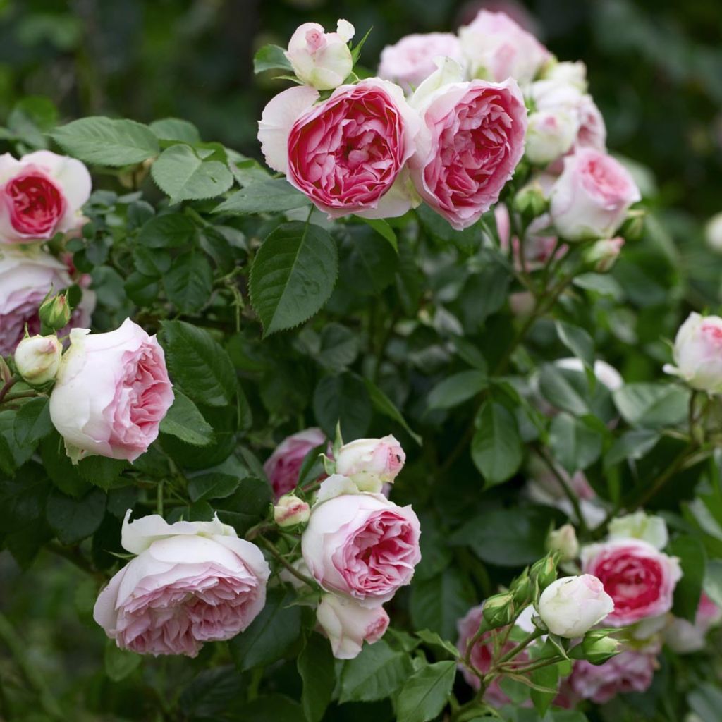 Köynnösruusu Mini Eden Rose