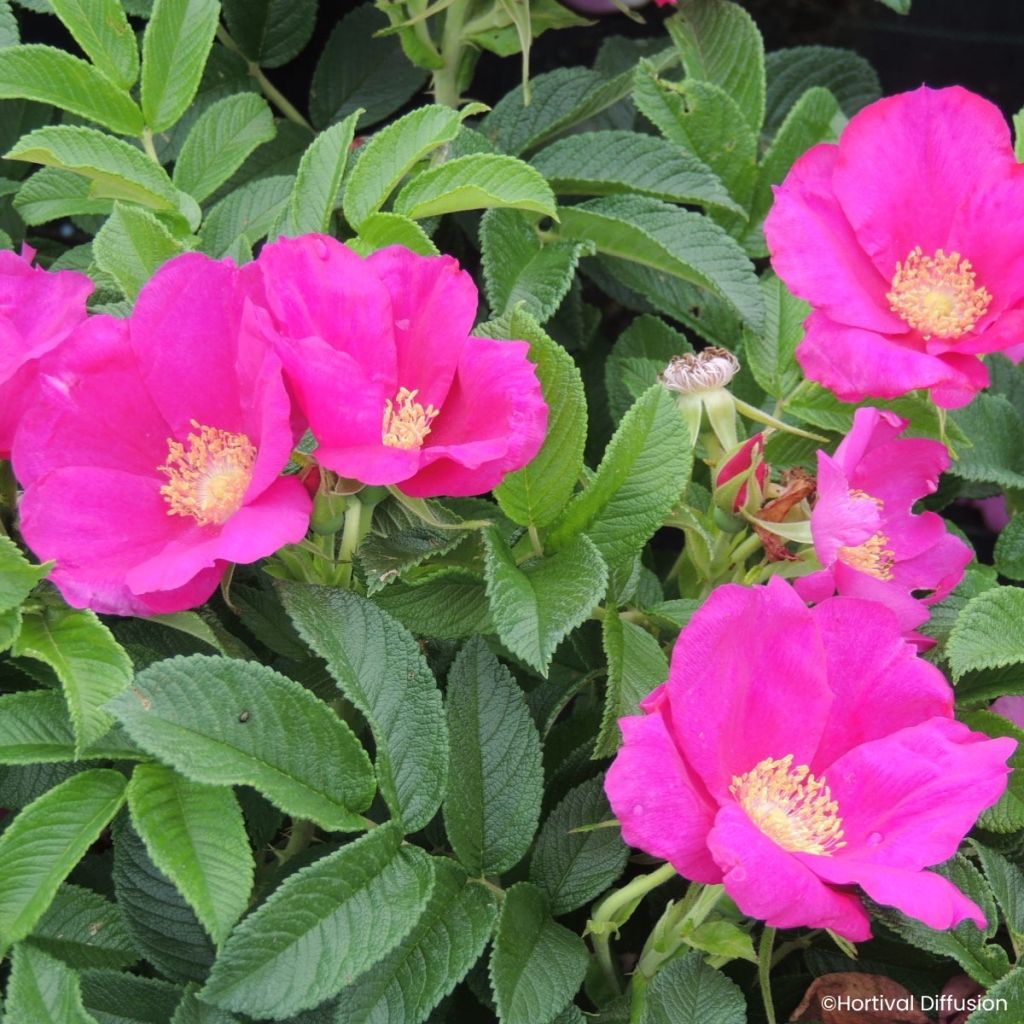 Kurtturuusu Angelia Eglantine