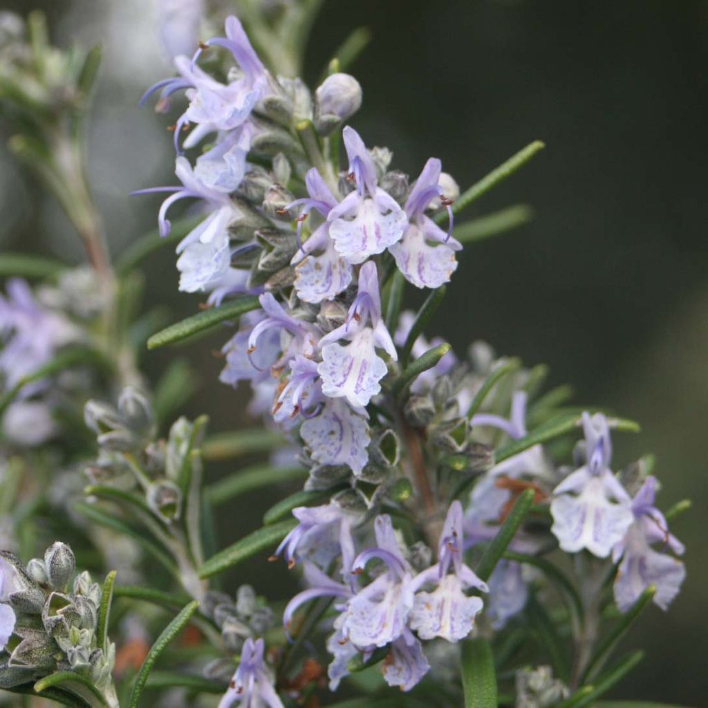 Rosmariini - Rosmarinus officinalis