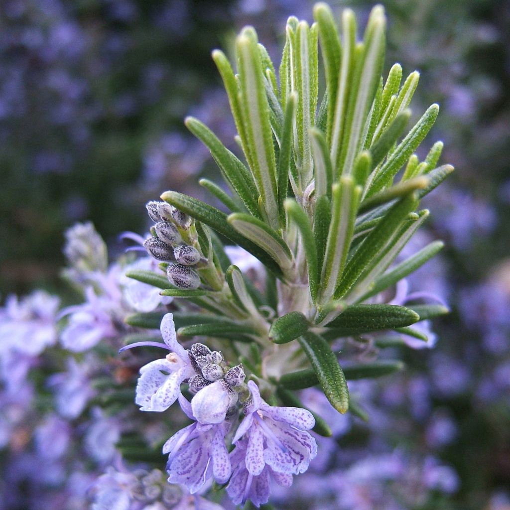 Rosmariini - Rosmarinus officinalis