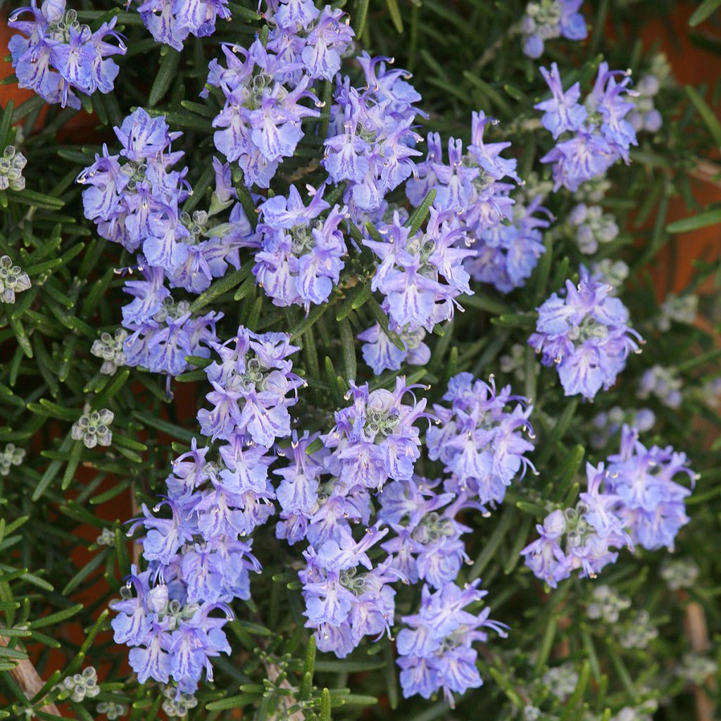 Rosmariini Corsican Blue