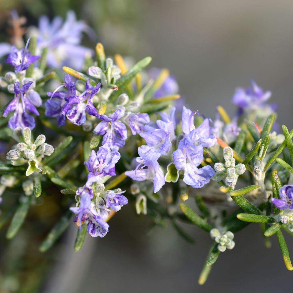 Rosmariini Prostratus