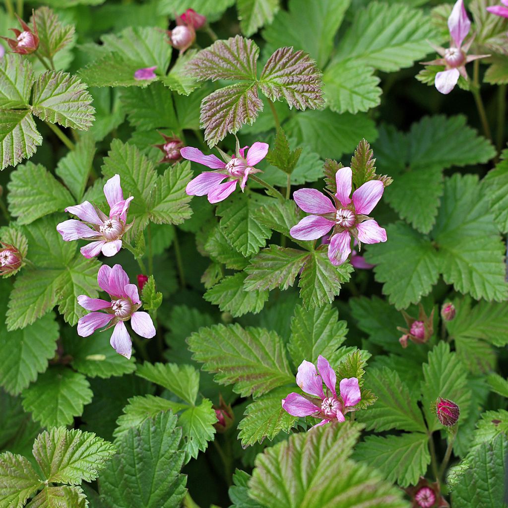 Mesimarja Beata