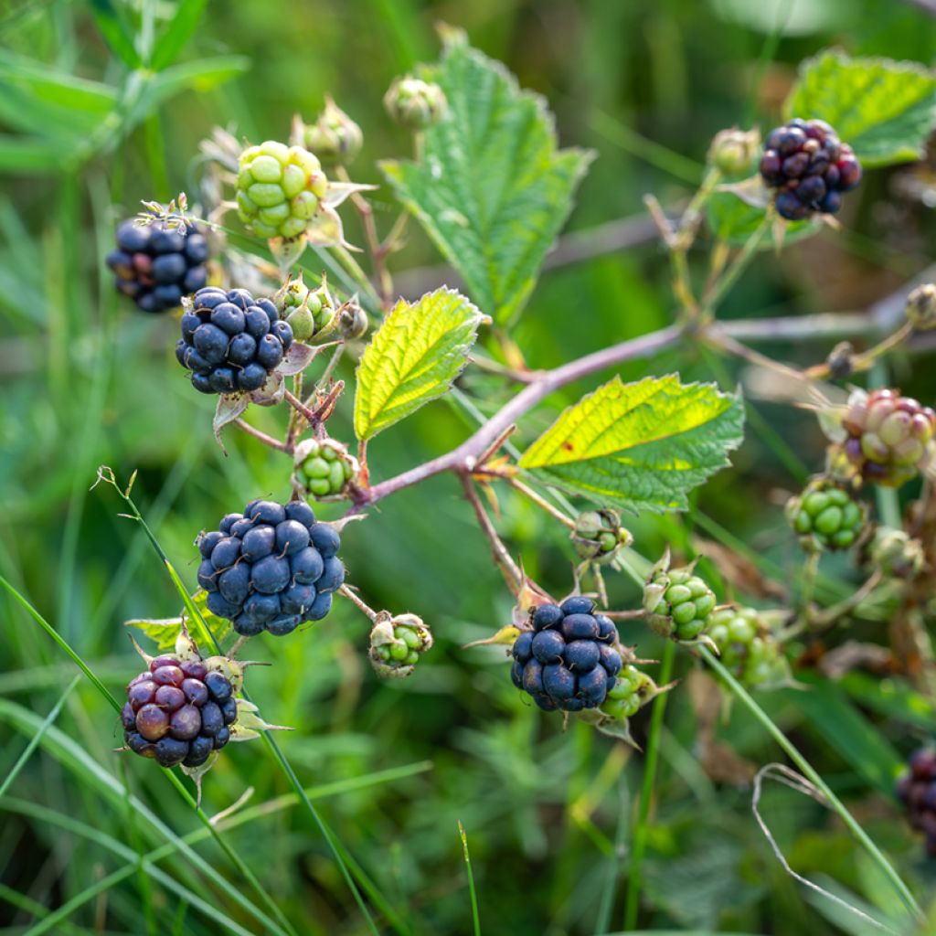 Sinivatukka - Rubus caesius