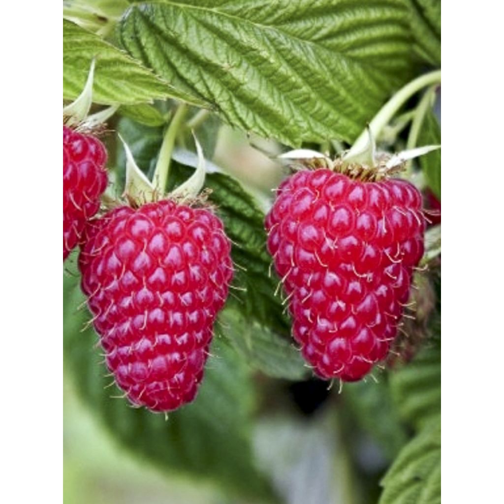 Vadelma Primeberry Autumn Happy