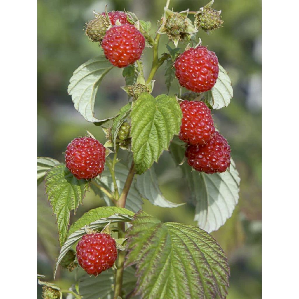 Vadelma Primeberry Autumn Wildy