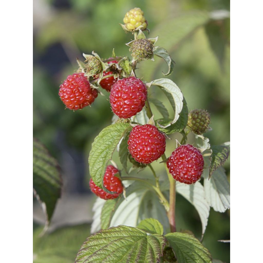 Vadelma Primeberry Autumn Wildy