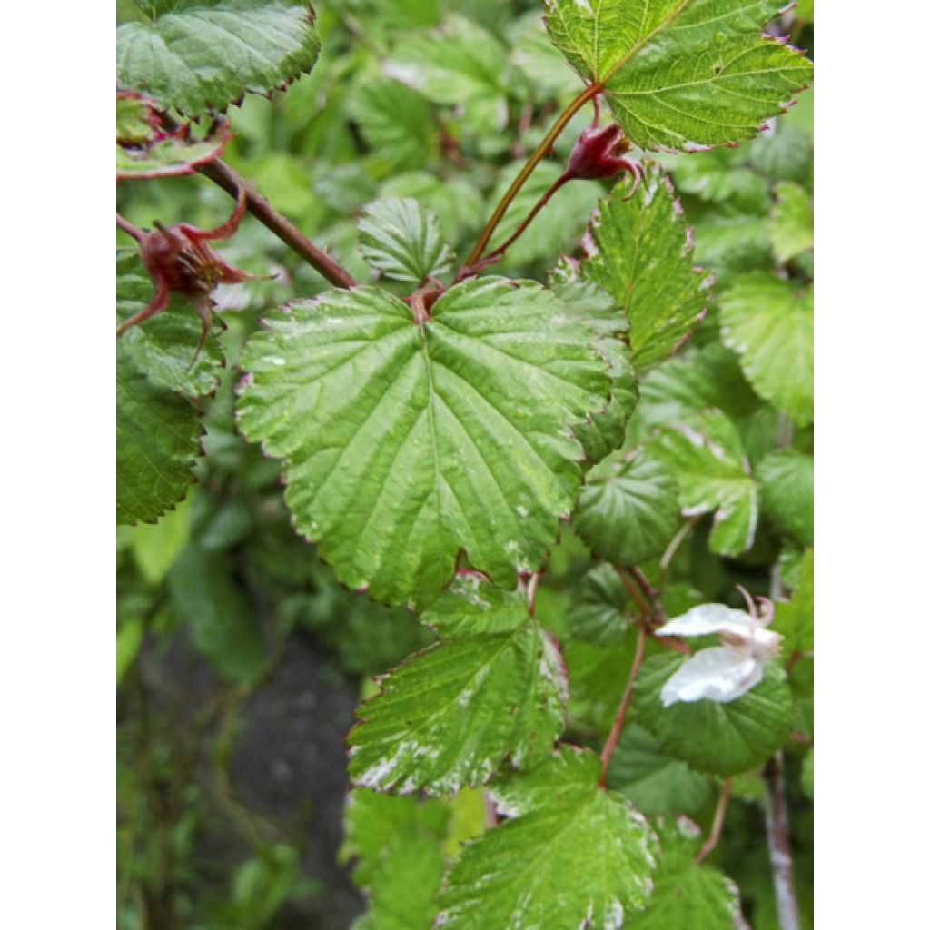 Aitokarhunvatukka Variegatus