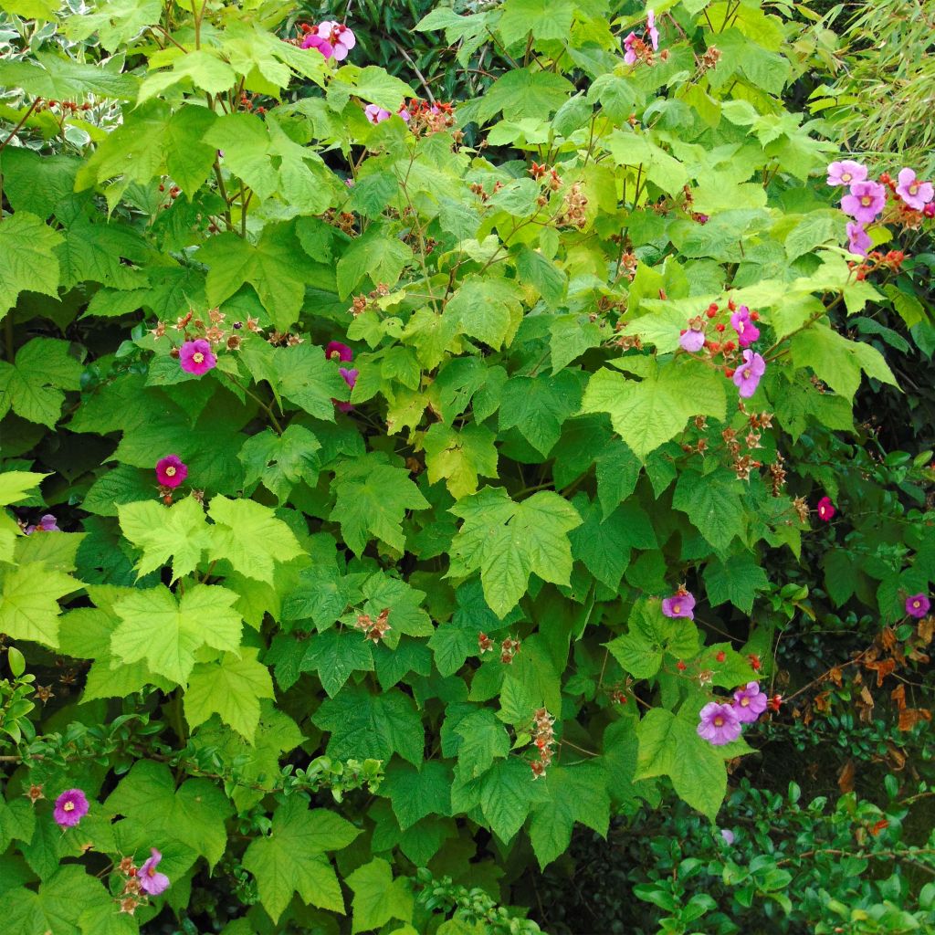 Tuoksuvatukka - Rubus odoratus