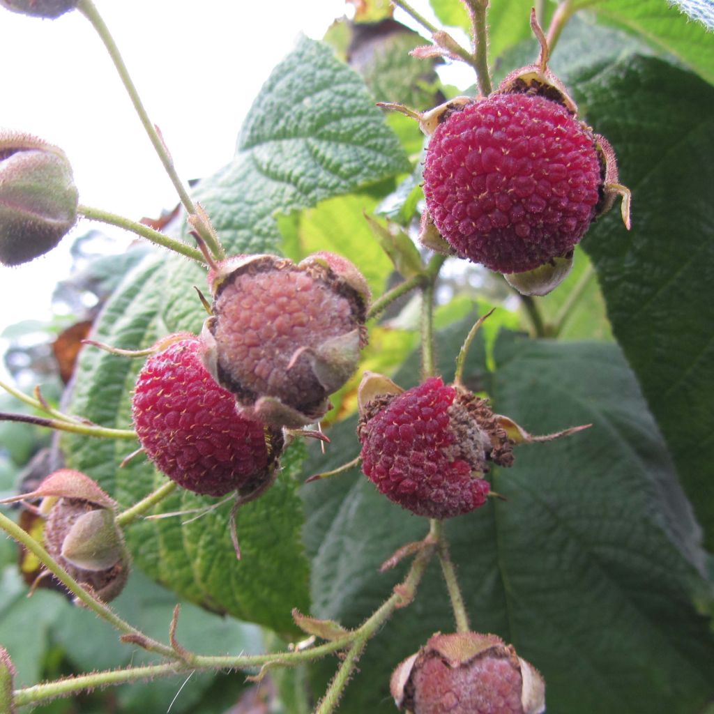 Tuoksuvatukka - Rubus odoratus