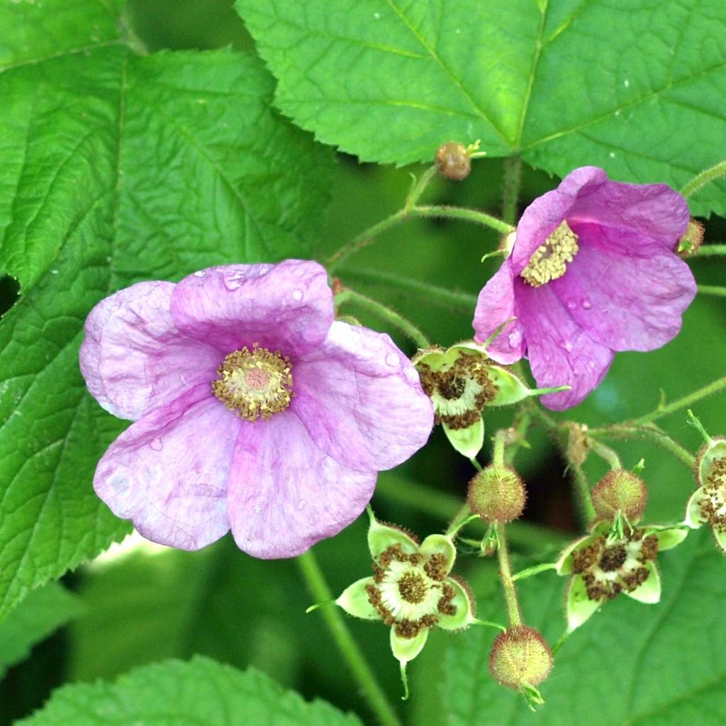 Tuoksuvatukka - Rubus odoratus