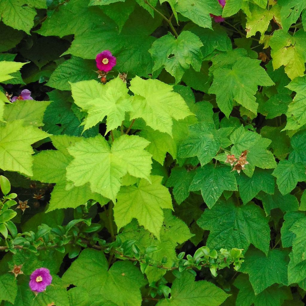 Tuoksuvatukka - Rubus odoratus