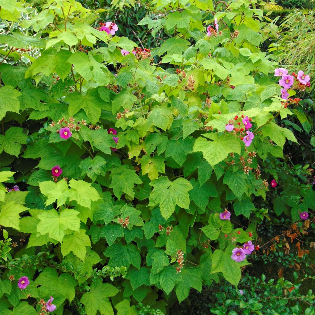 Tuoksuvatukka - Rubus odoratus
