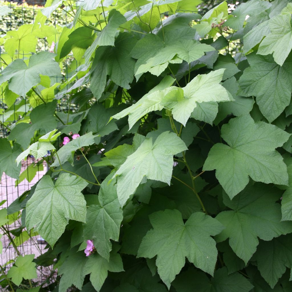 Tuoksuvatukka - Rubus odoratus