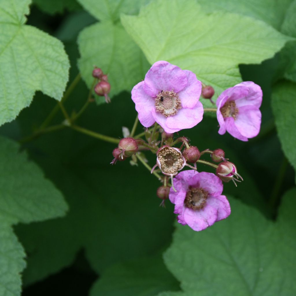 Tuoksuvatukka - Rubus odoratus