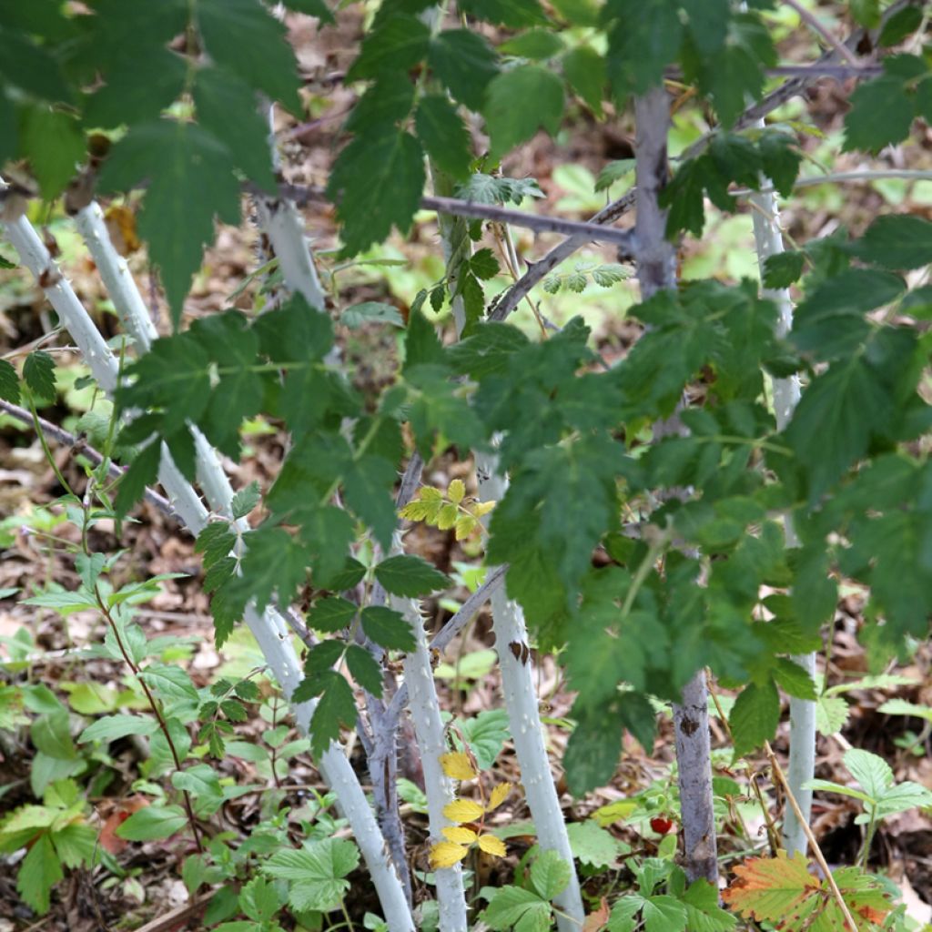 Aitokarhunvatukka Silver Fern