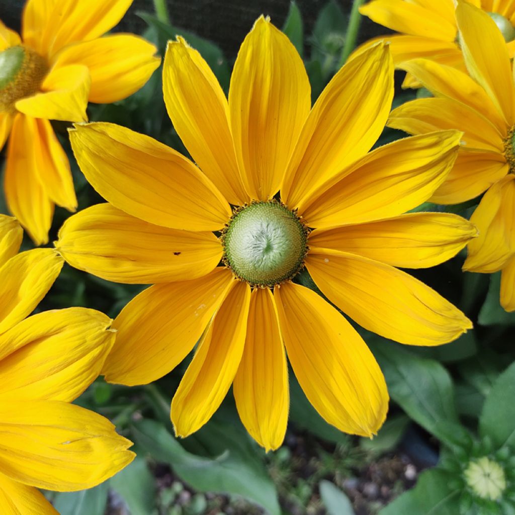 Päivänhattu Sunbeckia Ophelia