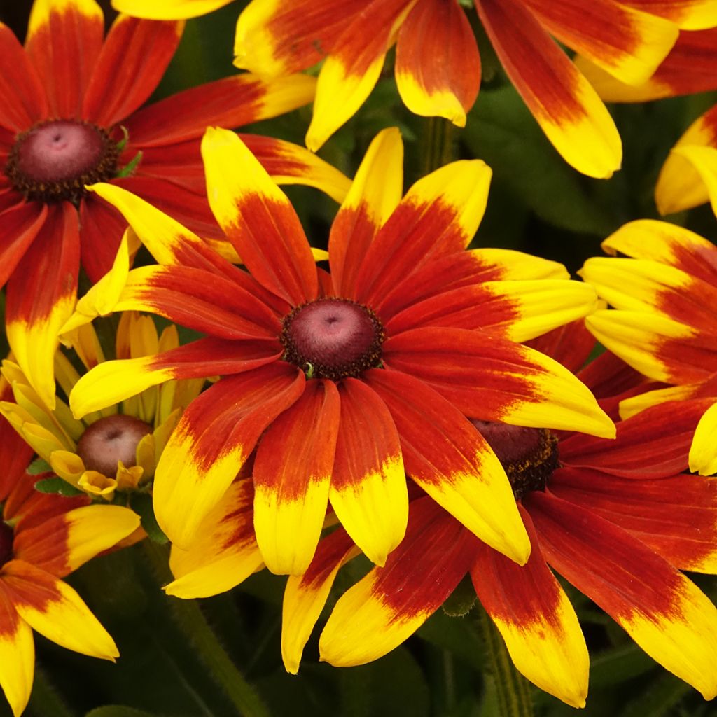 Päivänhattu Sunbeckia Mia
