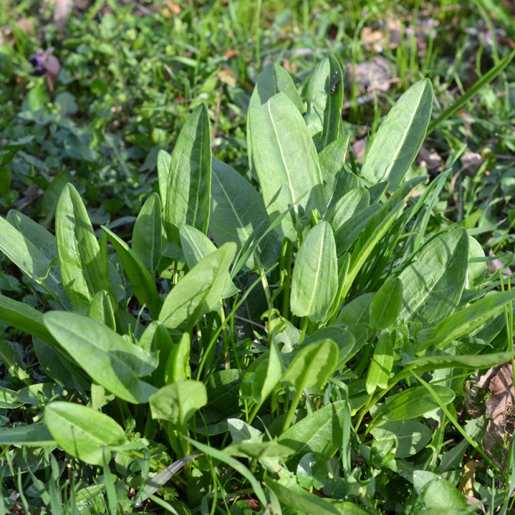 Niittysuolaheinä - Rumex acetosa